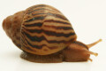Cochlitoma varicosa F2 Gonubia, South Africa, juvenil, 2 cm